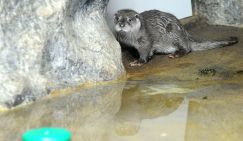 Пророчества олимпийского предсказателя