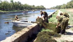 Сине-зеленые водоросли страшнее яда кобры