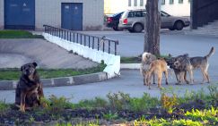 Кто остановит безумное убийство собак в Махачкале