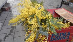 Пять килограммов мимоз для любимой