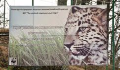 Наследники кавказских барсов спасены!