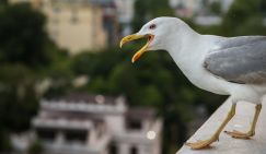 Синдром жадности или испорченный отпуск