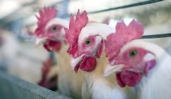 Наши куры против ножек Буша