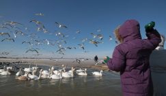 Как выживают аборигены в мертвый сезон
